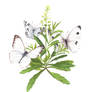 Virginia Pepperweed Host Plant