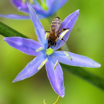 More Macro Bee picture 4