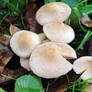Oregon Wild Mushrooms