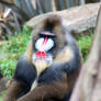 Mandrill