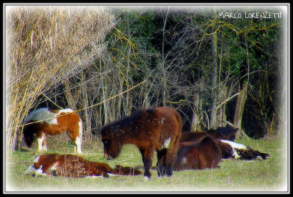 MOIE DI MAIOLATI SP. (AN) - BREAK TIME