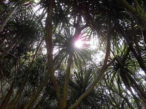 Light Through Palms