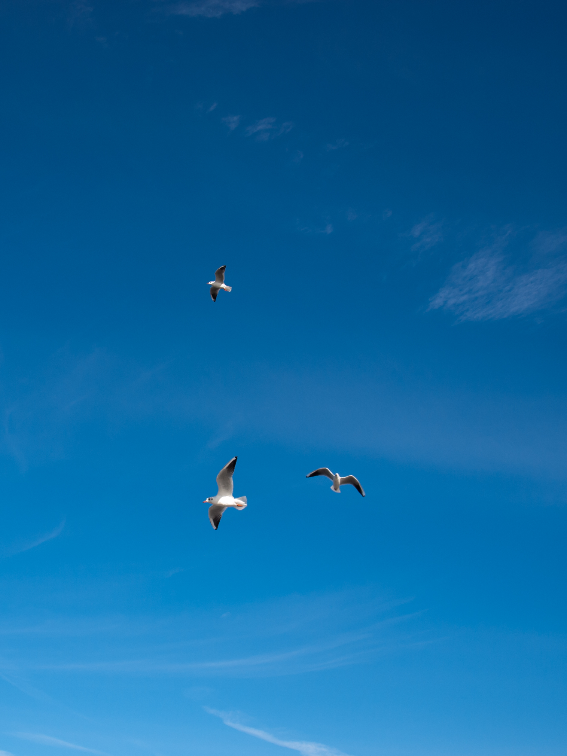 Simply seagulls II