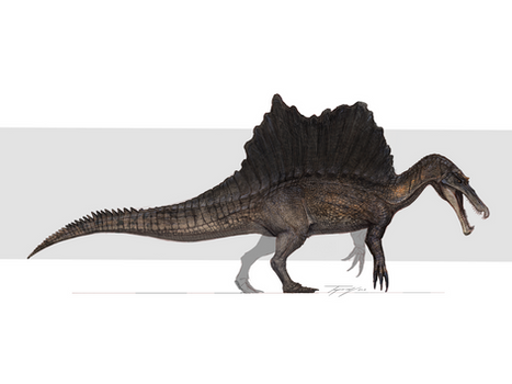Reimagined spino