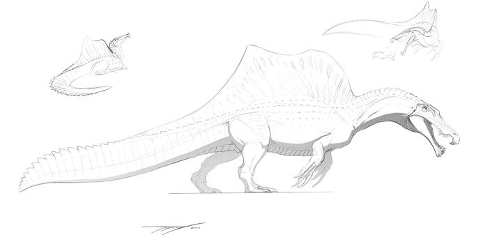 2020 spino sketch