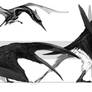 Night crow and vaulter follow the dawn