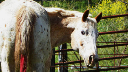 POA Gelding