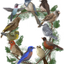 California Bird Wreath