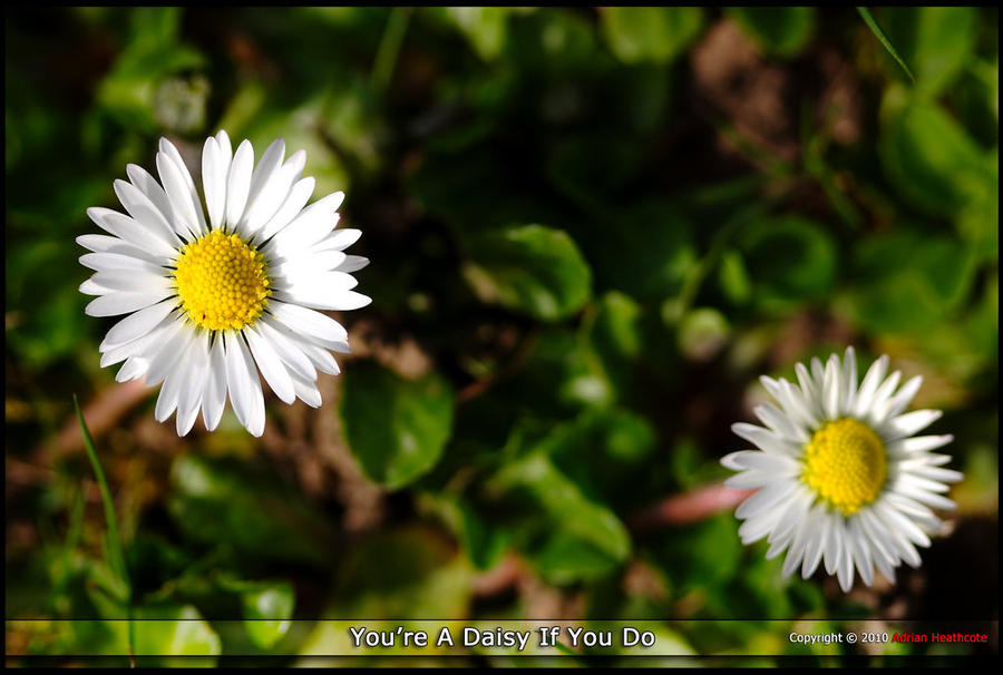 You're a Daisy If You Do by ady249 on DeviantArt