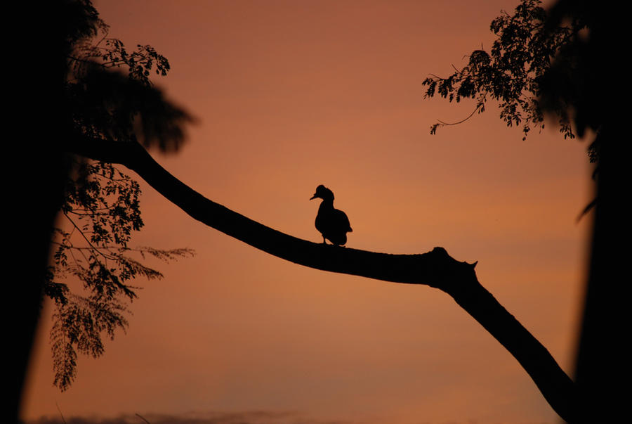 Deviantart Mailbird Bird by Matild4 on DeviantArt