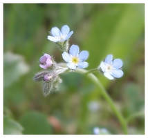 Tiny blue