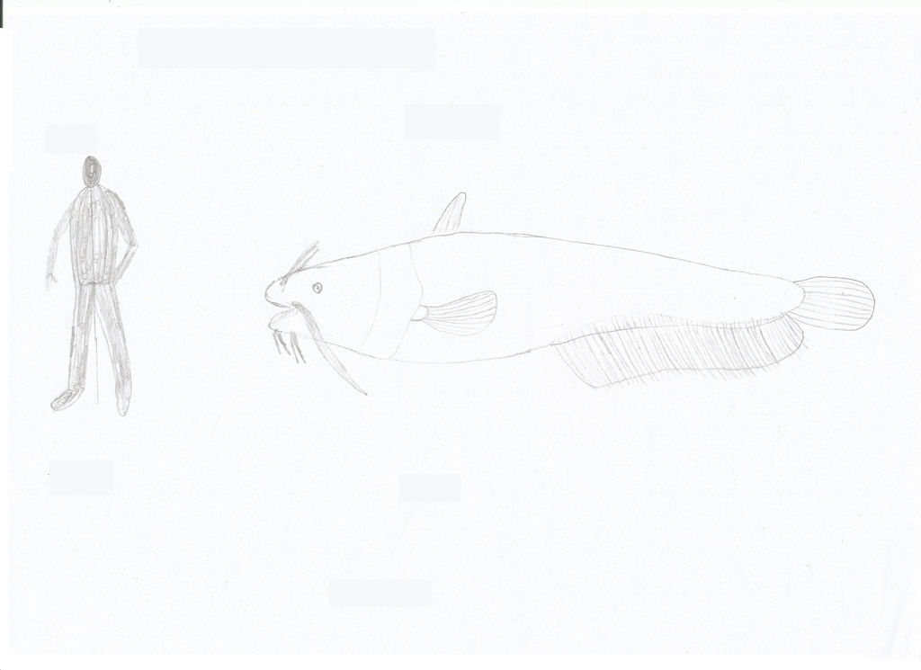 European Giant Catfish by Ursumeles on DeviantArt