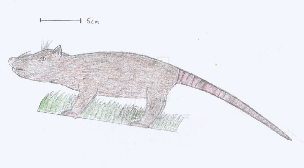 Future rat by Ursumeles on DeviantArt