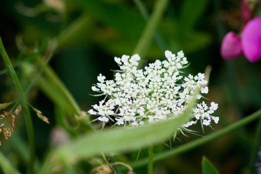 White Flower 2