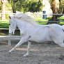 Galloping Pony Stock