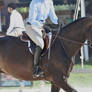 Bay Horse Hunter Stock