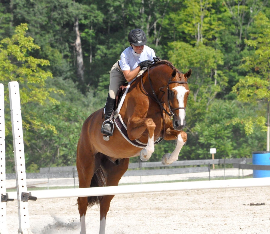 Chesnut Hunter Jumping