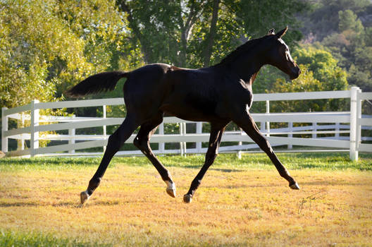 Denira of Broadway Filly