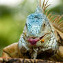 iguana_3