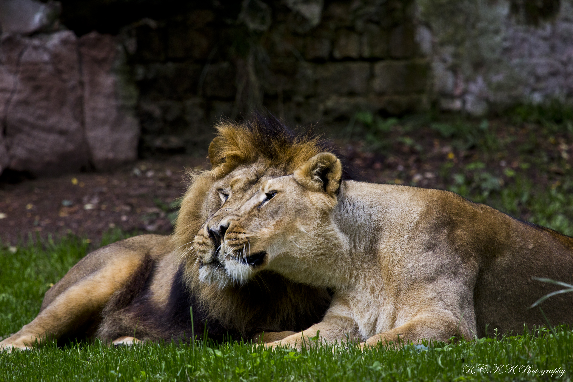 lion love