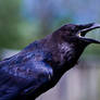 common raven