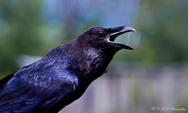 common raven