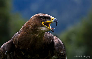 Eagle