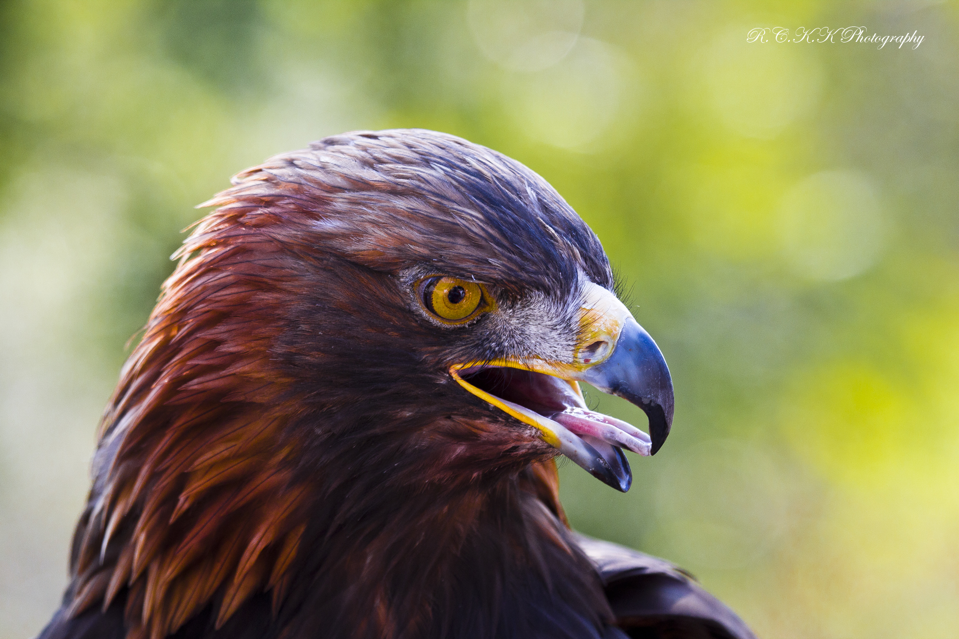 tawny eagle