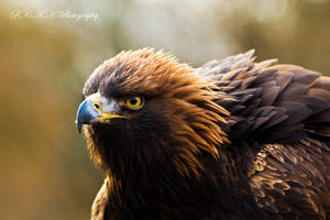 Autumn GoldenEagle