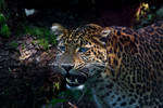 - China Leopard - by PiTurianer