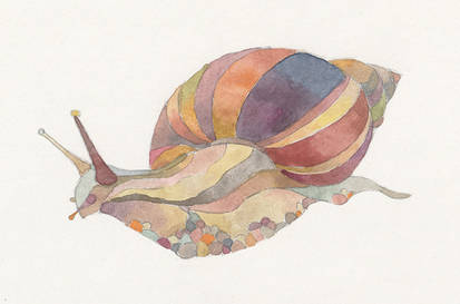 Achatina snail