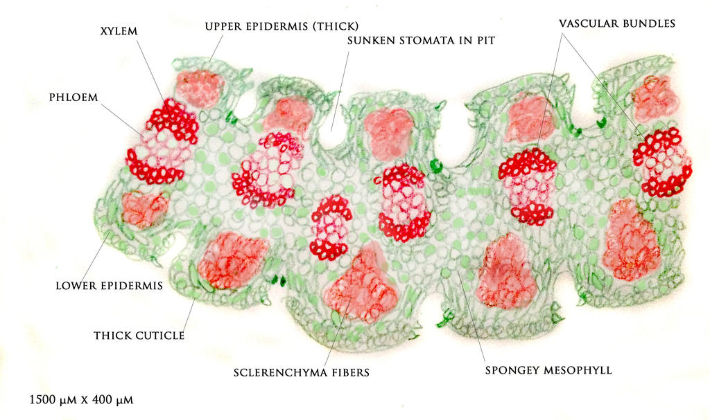 Yucca Cross Yucca Cross Section by snwise on DeviantArt