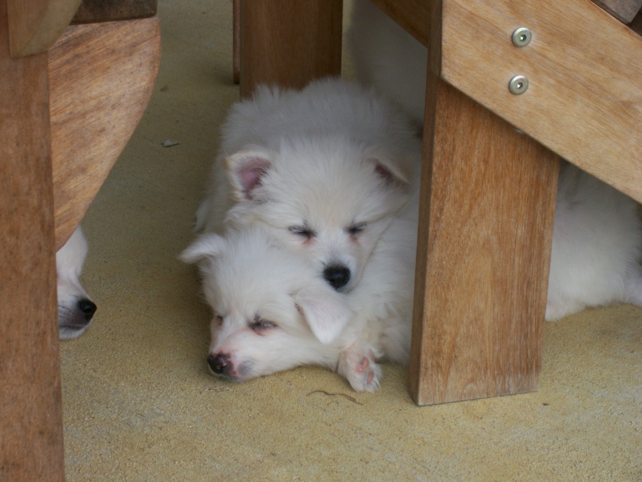 American Eskimo Puppies