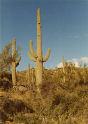 Arizona Cactus