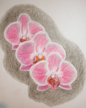 Orchids