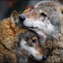 Wolf love