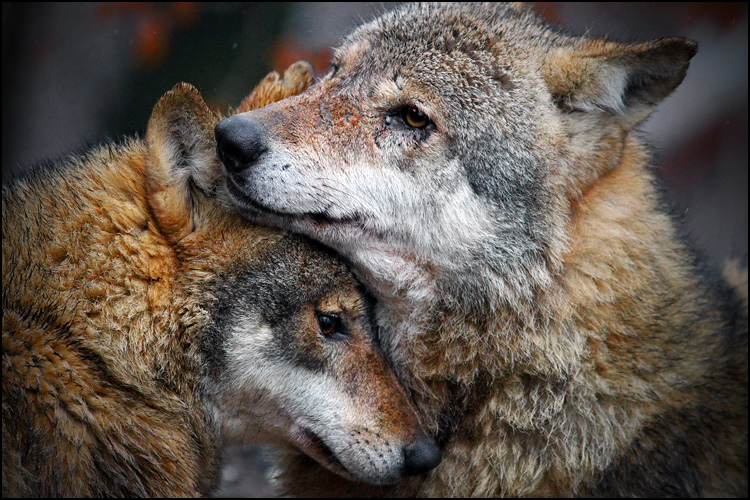 Wolf love