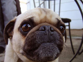 pug expressions 1