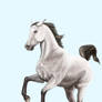 Grey Horse running