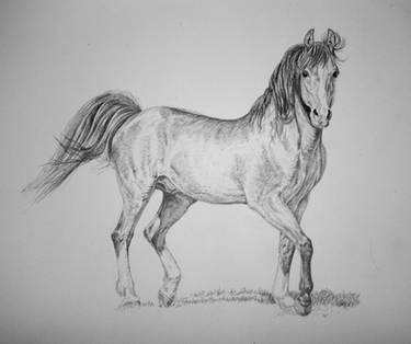 Pencil horse drawing