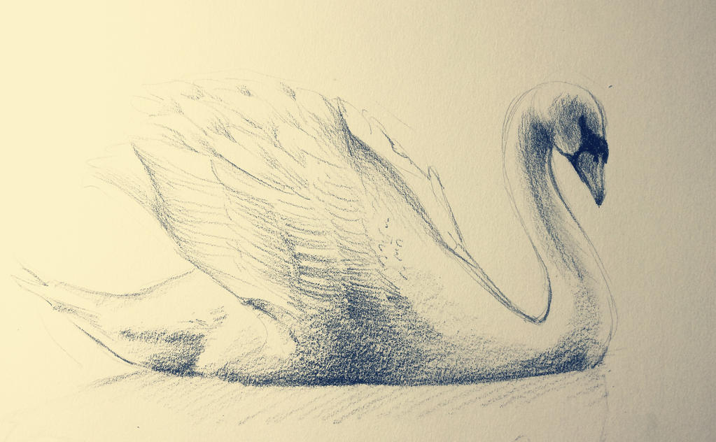 Swan sketch