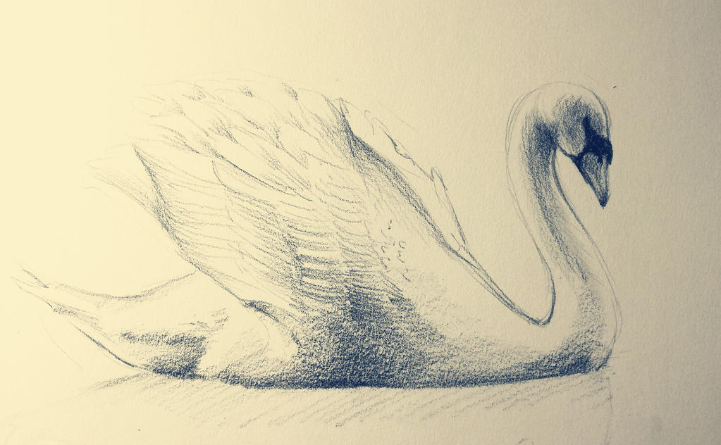 Swol Drawing Swan sketch by Snowsupply on DeviantArt