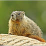 Marmot in the mountains.