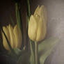 -tulips-