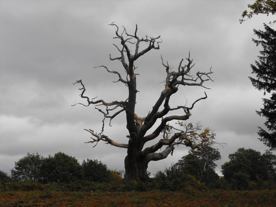 Old tree
