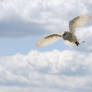 Barn Owl Flight 4
