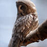 Great Grey Owl
