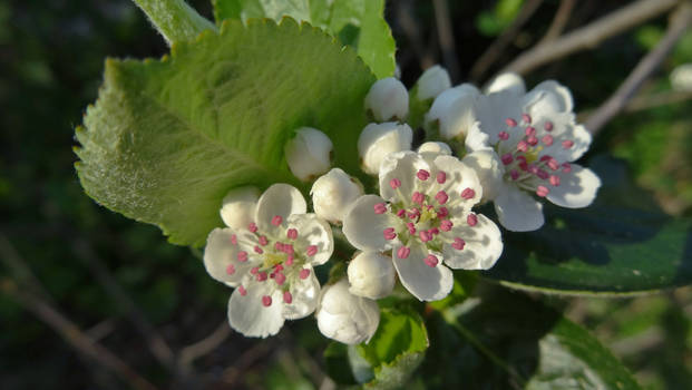 Tiny flowers of aronia