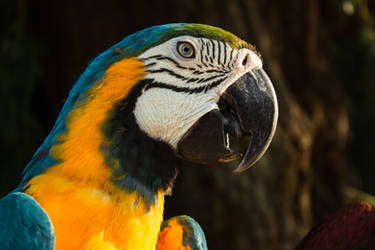 Majestic colorful macaw parrot