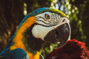 Macaw Parrot | Unreleased #1